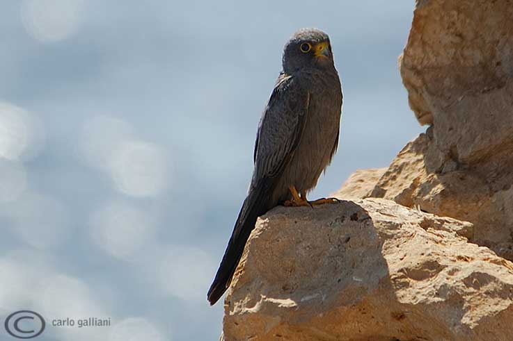 Falco concolore - Falco concolor
